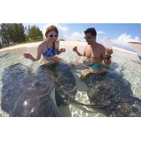 combo stingray feeding and multi reef snorkel tour