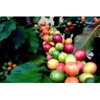 Coffee Plantation Tour from San Juan