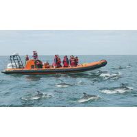 Coastal Powerboating in Padstow, Cornwall