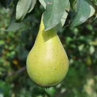 Concorde Pear Tree Gift