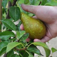 Conference Pear Tree Gift