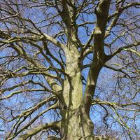 Common Beech Tree (2m)