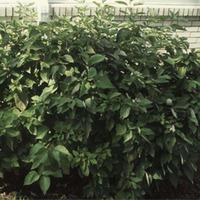 Cornus sericea \'Isanti\' (Large Plant) - 2 x 10 litre potted cornus plants