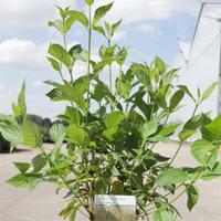 Cornus sericea \'Flaviramea\' (Large Plant) - 2 x 10 litre potted cornus plants