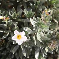 Convolvulus cneorum (Large Plant) - 1 x 3.6 litre potted convolvulus plant