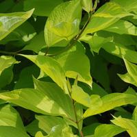 Cornus alba \'Aurea\' (Large Plant) - 2 x 3.5 litre potted cornus plants