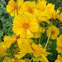 coreopsis grandiflora sunray large plant 2 x 1 litre potted coreopsis  ...