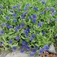 Cornflower \'Trailing Blue Carpet\' - 1 packet (30 cornflower seeds)