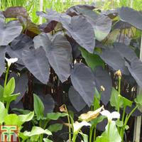 Colocasia esculenta \'Black Magi...