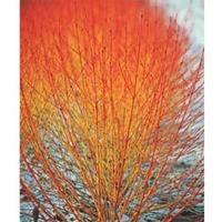 Cornus sanguinea \'Winter Flame\' - 1 x 9cm potted cornus plant