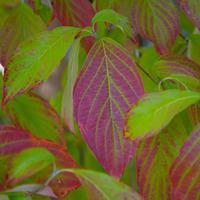 Common Dogwood (Hedging) - 250 bare root hedging plants