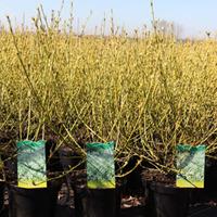 Cornus sericea \'White Gold\' (Large Plant) - 2 x 10 litre potted cornus plants