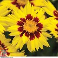 Coreopsis \'Sunkiss\' - 48 coreopsis plug plants