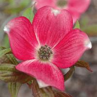 Cornus \'Royal Red\' - 2 x 2 litre cornus plants