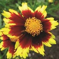 Coreopsis \'Cosmic Eye\' (Large Plant) - 1 x 1 litre potted coreopsis plant