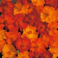 Cosmos sulphureus \'Polidor\' - 1 packet (100 cosmos seeds)