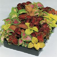 Coleus \'Wizard Mixed\' - 1 pack...