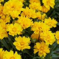 Coreopsis grandiflora \'Presto\' - 1 packet (40 coreopsis seeds)