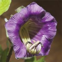 Cobaea scandens - 1 packet (9 cobaea seeds)