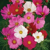 Cosmos bipinnatus \'Sensation Mixed\' - 1 packet (200 cosmos seeds)