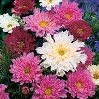 Cosmos bipinnatus \'Double Click\' - 1 packet (65 cosmos seeds)