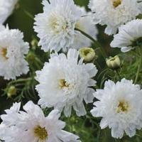 Cosmos bipinnatus \'Double Click Snow Puff\' - 1 packet (50 cosmos seeds)
