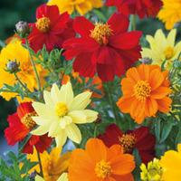 Cosmos sulphureus \'Brightness Mixed\' - 1 packet (100 cosmos seeds)