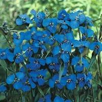 Commelina dianthifolia - 1 packet (25 commelina seeds)