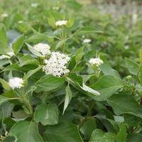 Cornus sericea \'Bud\'s Yellow\' (Large Plant) - 1 x 10 litre potted cornus plant