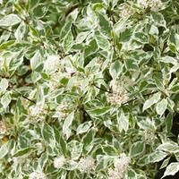 cornus alba elegantissima large plant 2 x 35 litre potted cornus plant ...