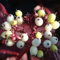 Cornus alba \'Siberian Pearls\' (Large Plant) - 2 x 10 litre potted cornus plants