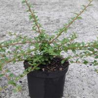 Cotoneaster suecicus \'Coral Beauty\' (Large Plant) - 1 x 1.3 litre potted cotoneaster plant