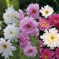 Cosmos bipinnatus \'Double Click Trio\' - 3 packets - 1 of each variety (165 cosmos seeds in total)