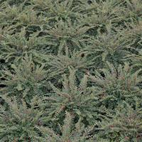 Cotoneaster adpressus \'Little Gem\' (Large Plant) - 2 x 3.5 litre potted cotoneaster plants