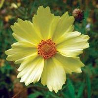 Coreopsis \'Full Moon\' (Large Plant) - 1 x 1 litre potted coreopsis plant