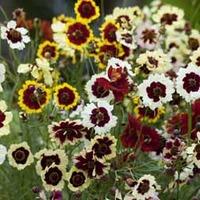 Coreopsis x hybrida \'Incredible\' - 1 packet (200 coreopsis seeds)