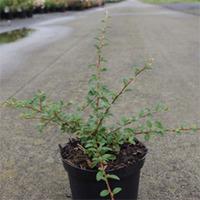 Cotoneaster suecicus \'Skogholm\' (Large Plant) - 2 x 1.3 litre potted cotoneaster plants