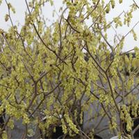 Corylopsis spicata (Large Plant) - 2 x 3.6 litre potted corylopsis plants