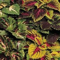 Coleus \'Kong Mixed\' - 1 packet (10 coleus seeds)