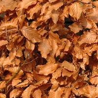 Copper Beech (Hedging) - 1 bare root hedging plant
