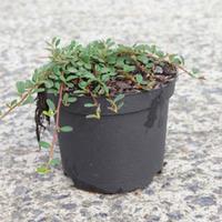 Cotoneaster microphyllus \'Streibs Findling\' (Large Plant) - 1 x 1.3 litre potted cotoneaster plant