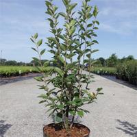 Cotoneaster lucidus (Large Plant) - 2 x 3.6 litre potted cotoneaster plants