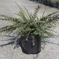 Cotoneaster horizontalis \'Variegatus\' (Large Plant) - 2 x 3.6 litre potted cotoneaster plants