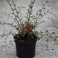 Cotoneaster franchetii (Large Plant) - 2 x 3.6 litre potted cotoneaster plants