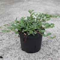 Cotoneaster dammeri (Large Plant) - 2 x 1.3 litre potted cotoneaster plants
