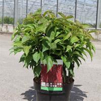 Cornus sericea \'Kelseyi\' (Large Plant) - 2 x 3.6 litre potted cornus plants