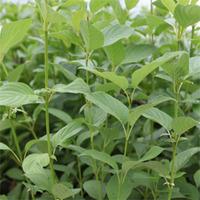 cornus sericea cardinal large plant 2 x 36 litre potted cornus plants