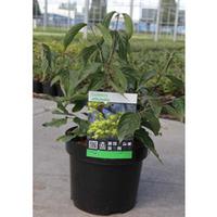 Cornus officinalis (Large Plant) - 2 x 3.6 litre potted cornus plants