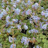 Corydalis flexuosa \'Purple Leaf\' (Large Plant) - 2 x 1 litre potted corydalis plants