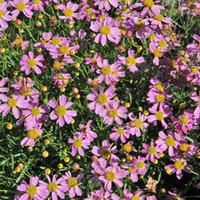 Coreopsis rosea \'American Dream\' (Large Plant) - 2 x 3.5 litre potted coreopsis plants